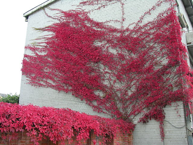 Virginia creeper